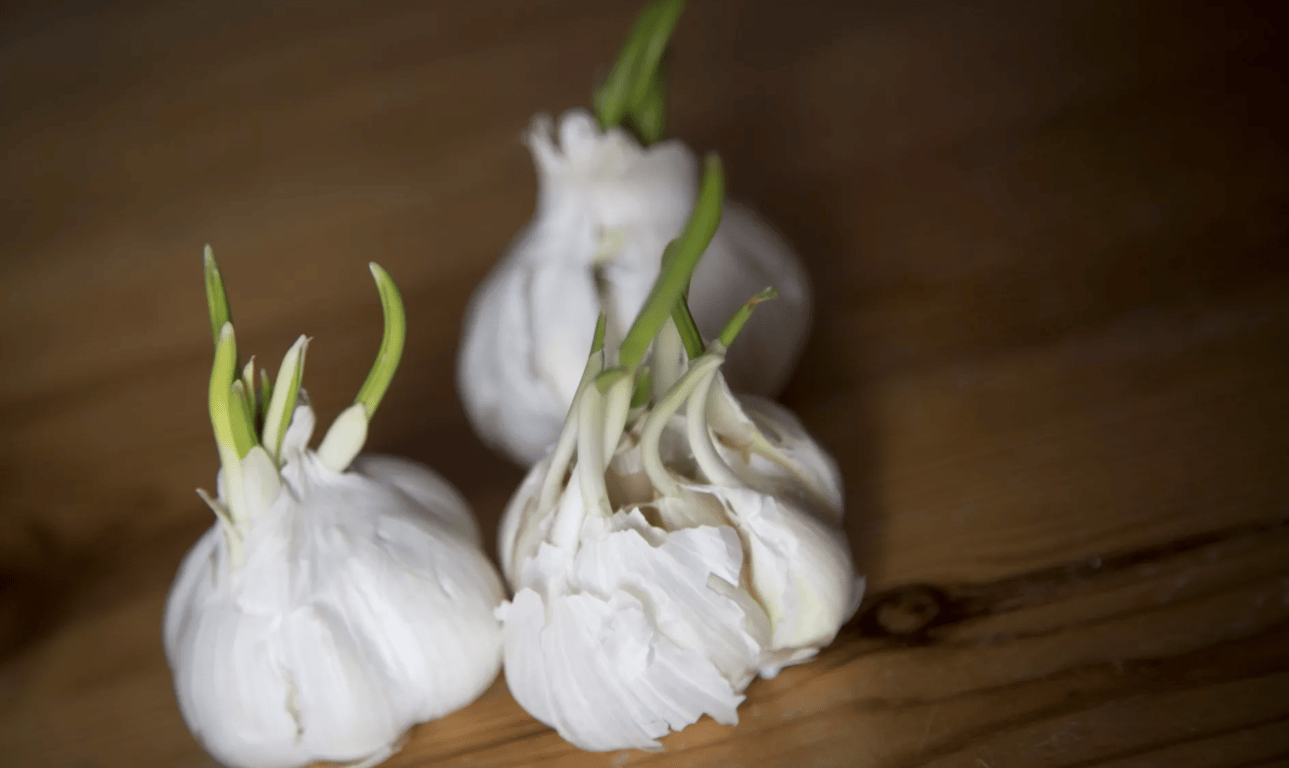 Проросший чеснок