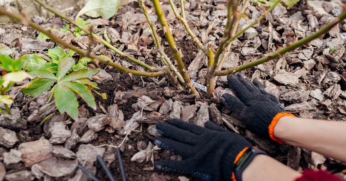 Укрывание роз