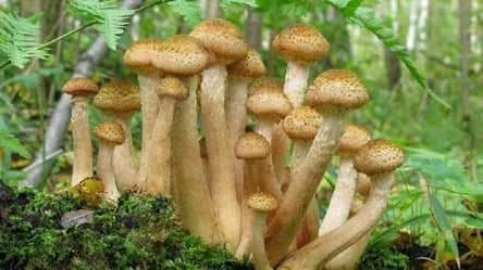 Опеньки під деревами — як позбутися грибів і врятувати сад - 285x160