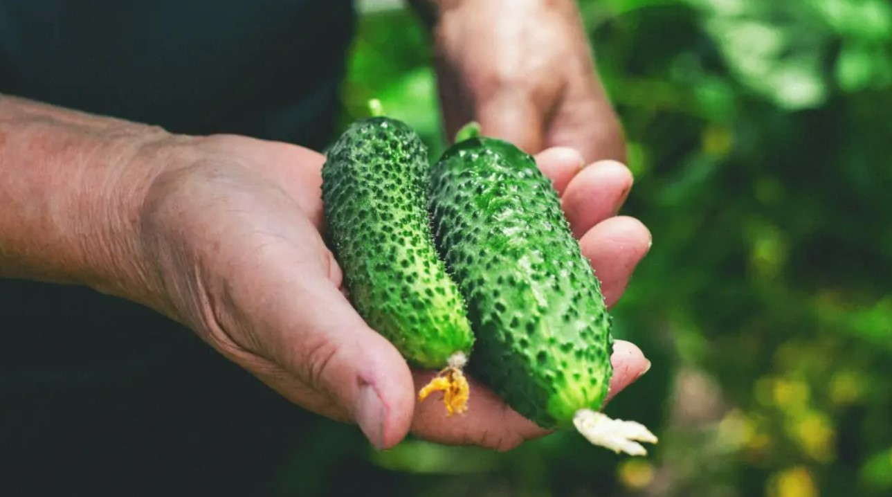 Як виростити щедрий врожай огірків