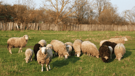 Песика в отарі овець за 8 секунд знайде лише справжній інтелектуал - 285x160