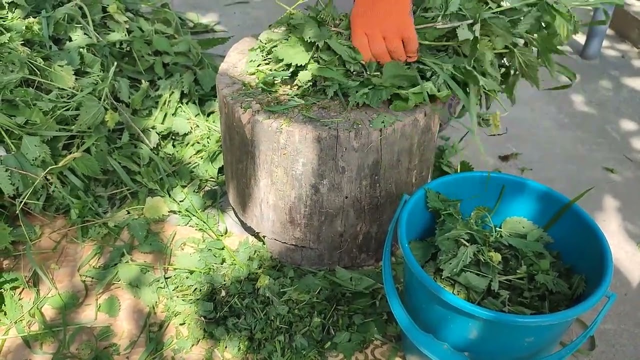 Приготовление настоя из крапивы