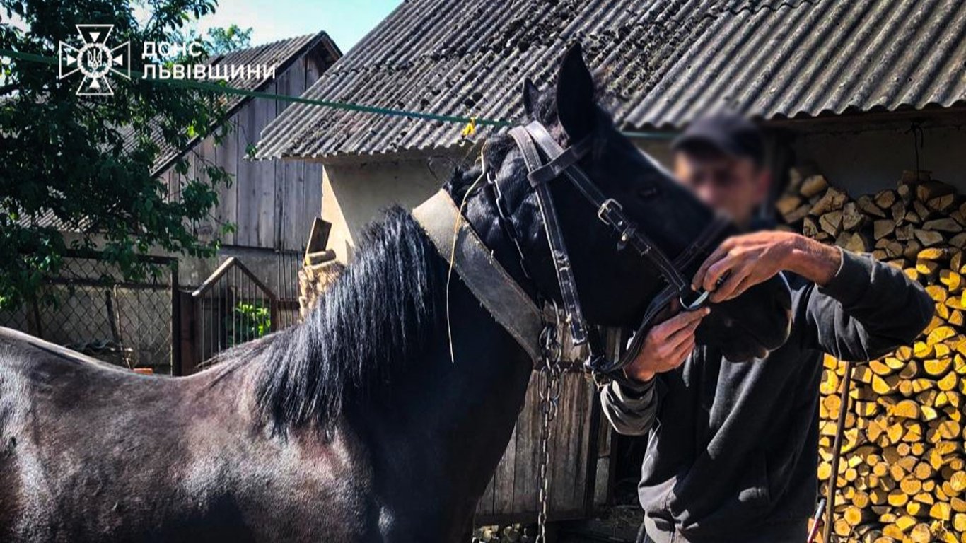 На Львівщині ДСНС врятувала коня — що відомо