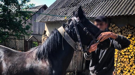На Львівщині ДСНС врятувала коня — що відомо - 290x160