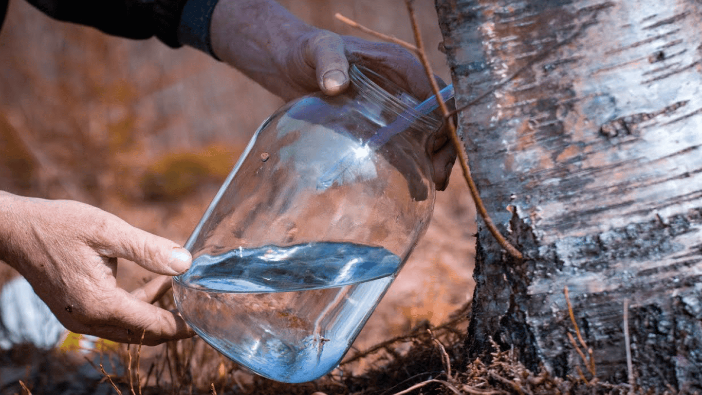 Коли збирати березовий сік навесні 2026: погода та правила