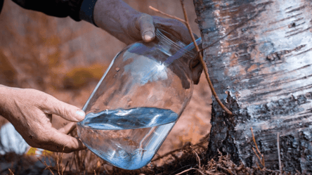 Когда собирать березовый сок весной 2026: погода и правила - 285x160