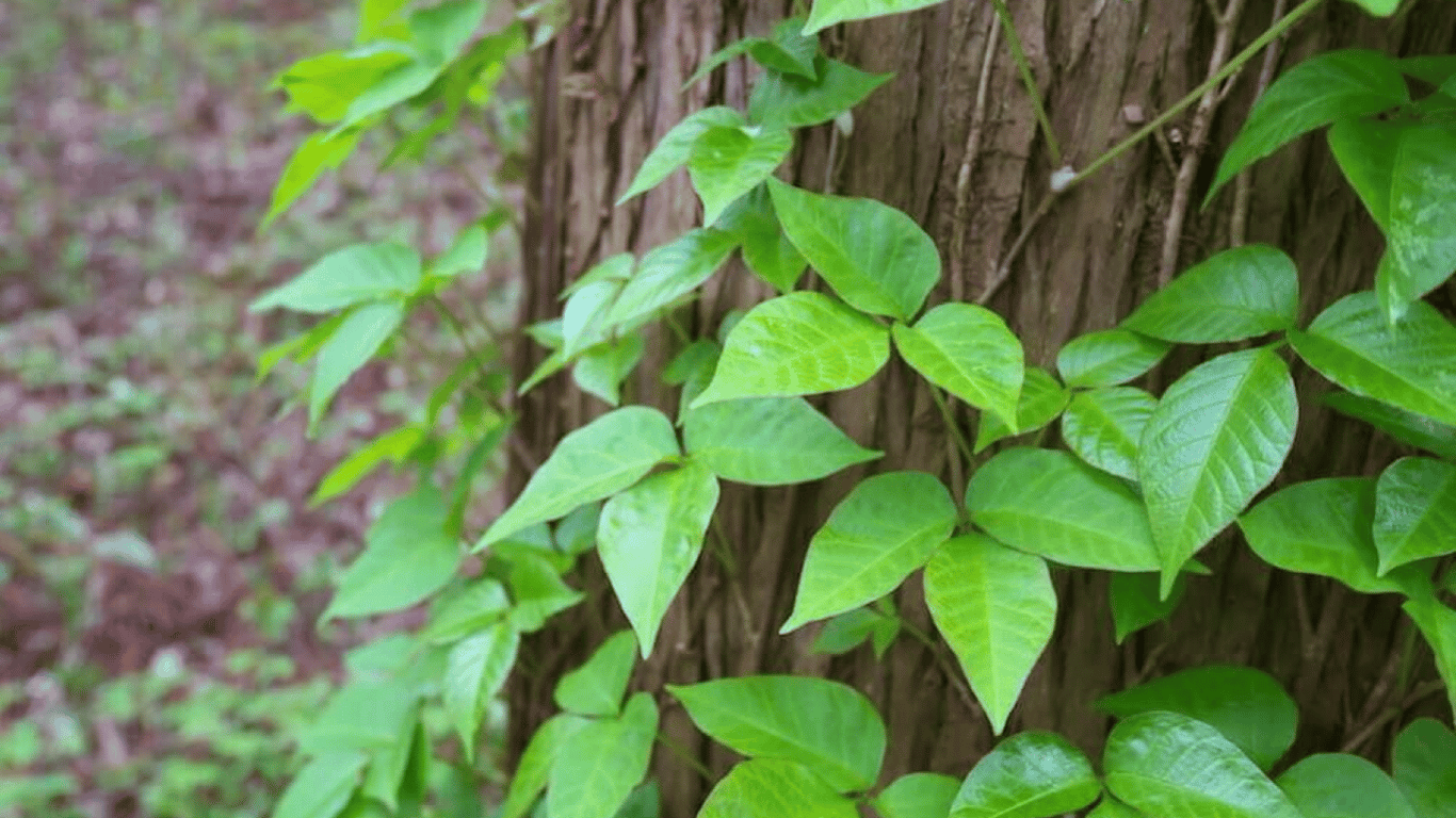 Як можна знищити отруйний плющ в саду без шкоди для здоров'я — поради для дачників