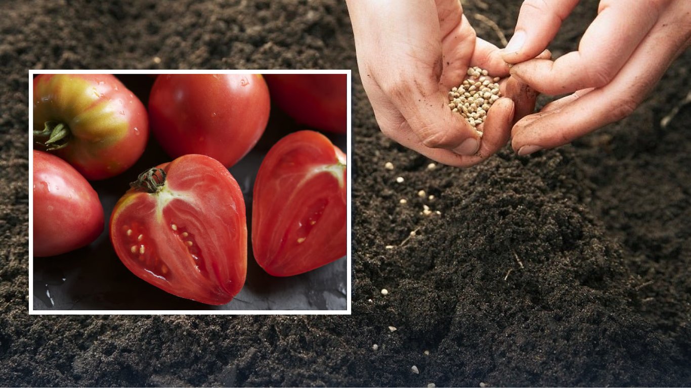 Какие сорта томатов посеять в 2026 году, чтобы получить мясистые и сладкие плоды