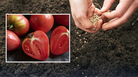 Эти сорта томатов дарят мясистые и сладкие плоды: что посеять - 285x160