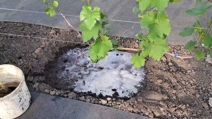 Подкормка винограда на огороде
