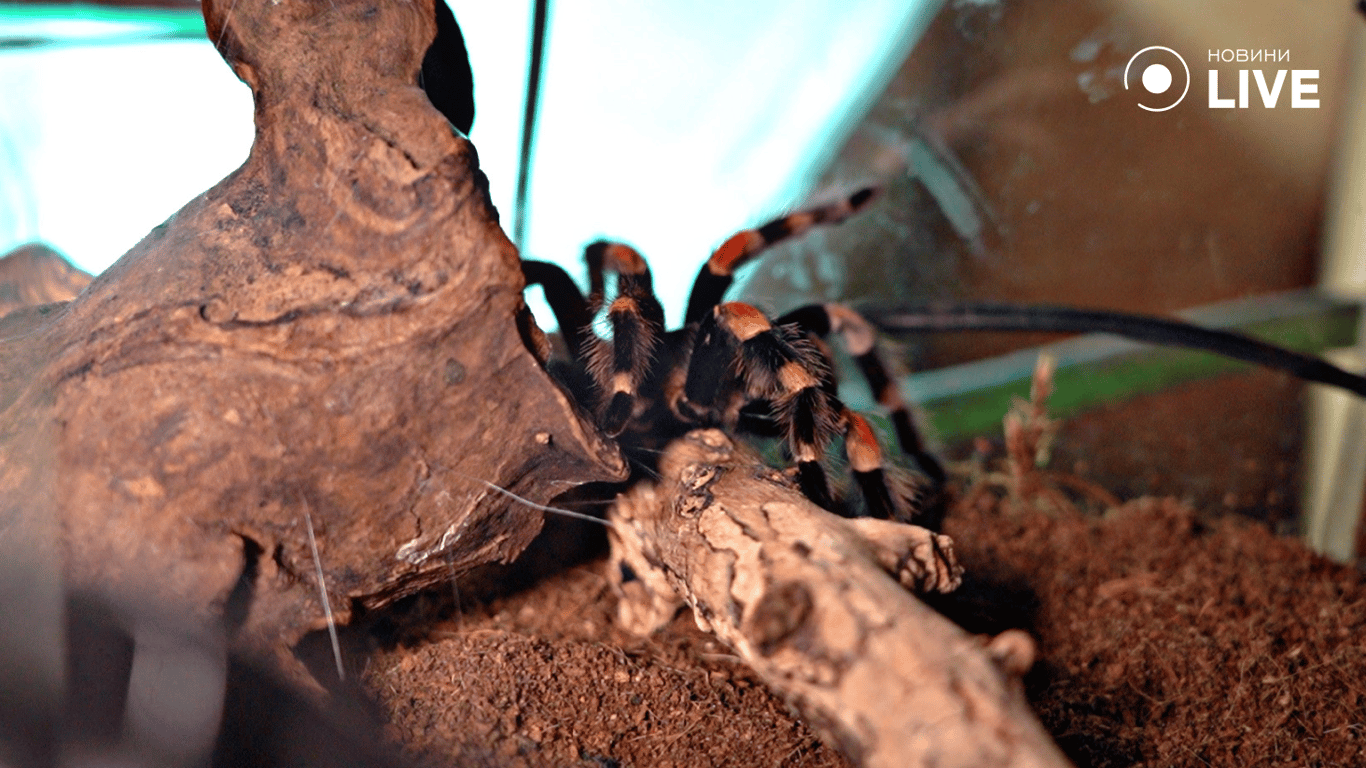 Паук в одесском террариуме.  Фото: Новини.LIVE