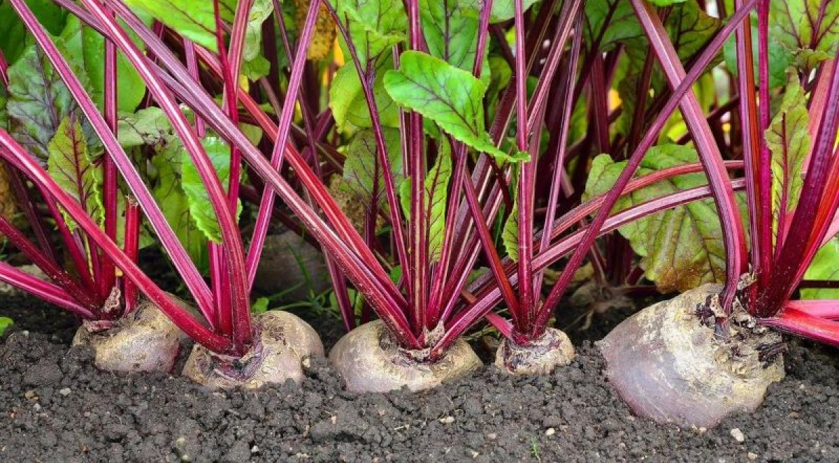 Якими добривами підживити буряк у серпні — поради досвідчених городників