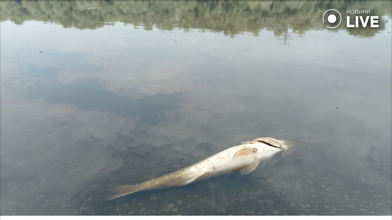 мор рыбы в Десне в Чернигове