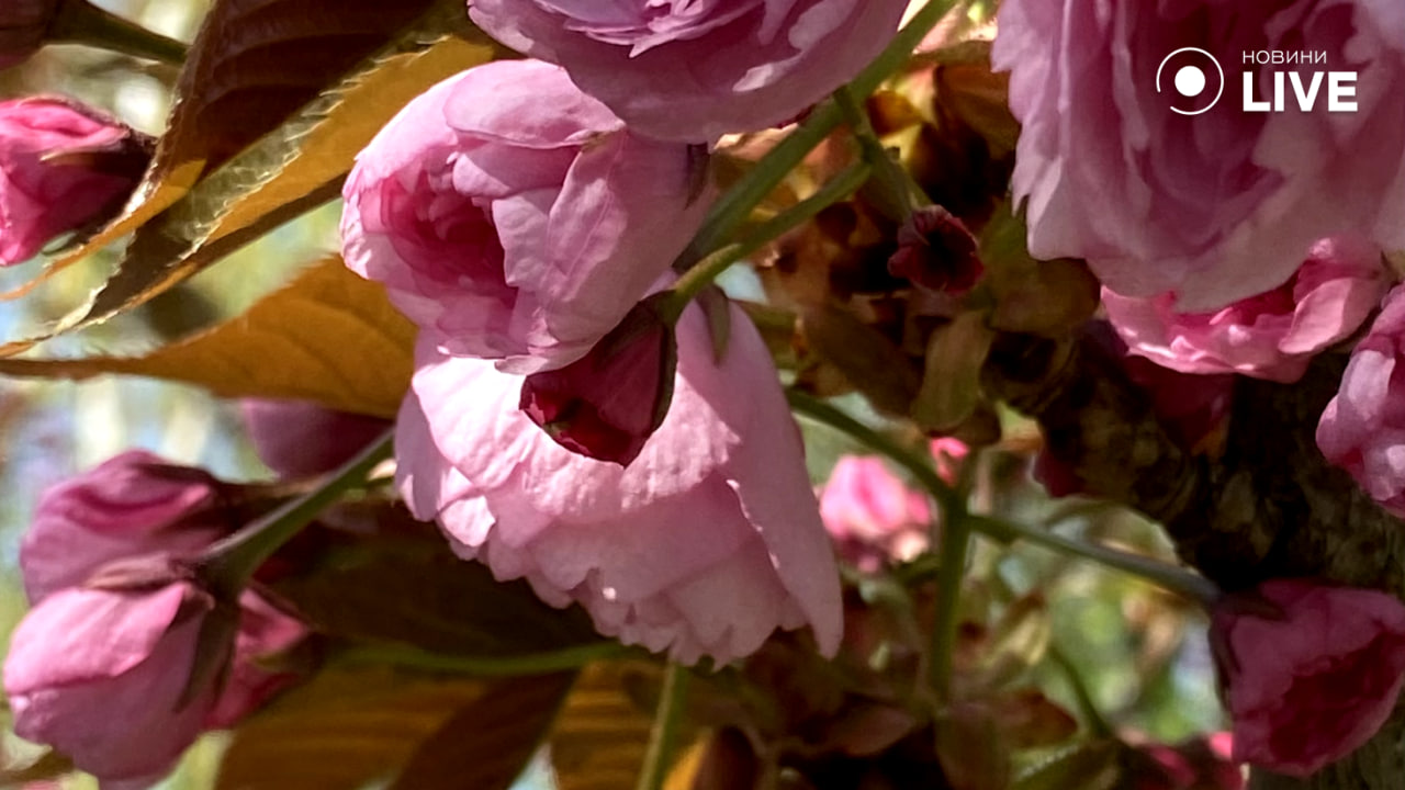 Чаруючі сакури в одеському парку Перемоги очима Новини.LIVE — фоторепортаж - фото 6