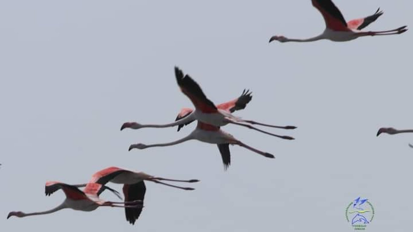 В природные парки Одесской области прилетели фламинго
