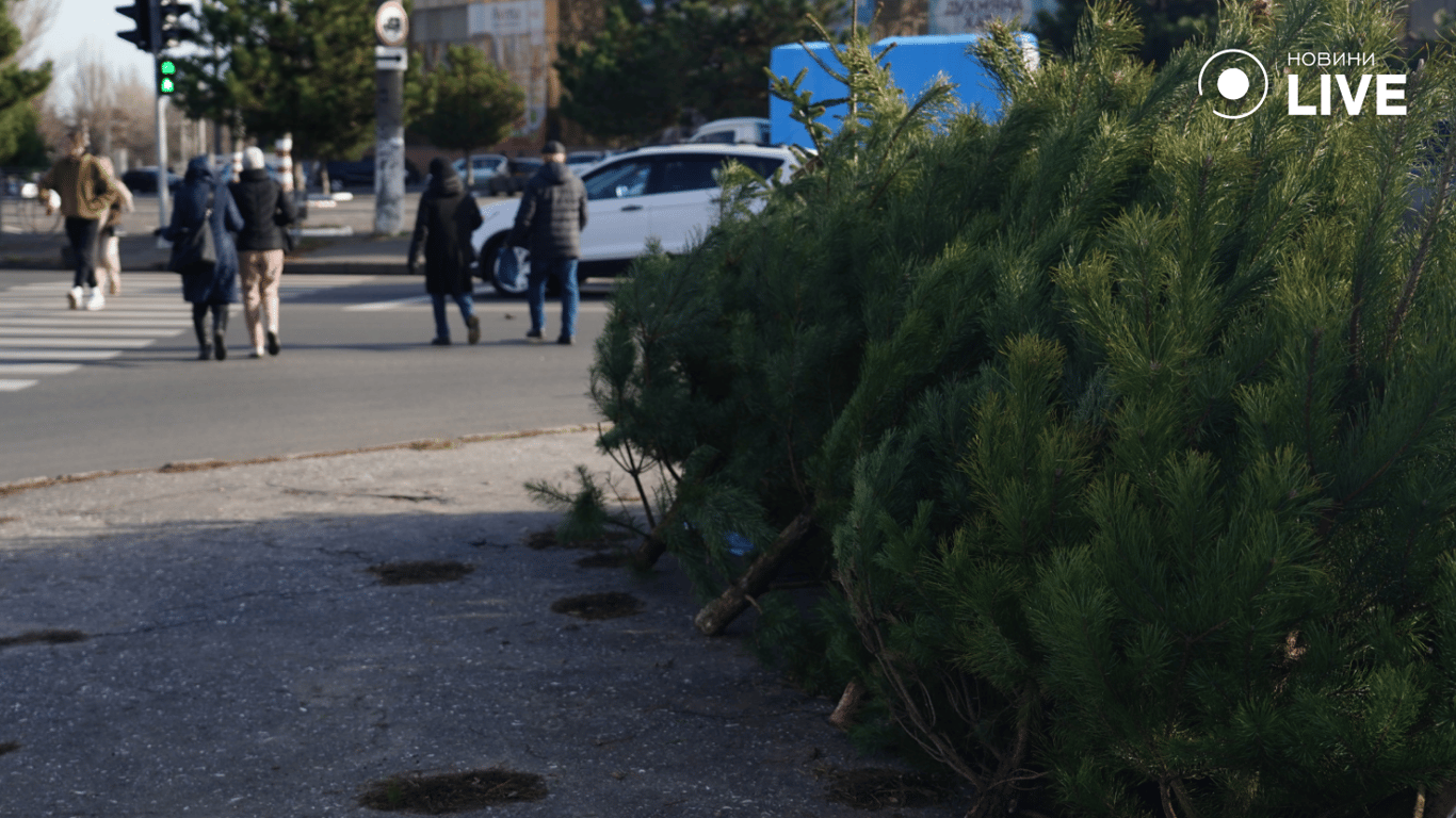 Продаж сосен і ялинок біля Таврії В на Таїрова, Одеса