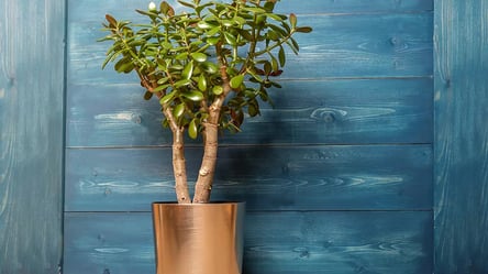 У такий горщик садити грошове дерево не можна — загине - 290x166