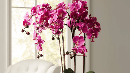 Замерзшая орхидея снова цветет — попробуйте этот простой способ - 285x160