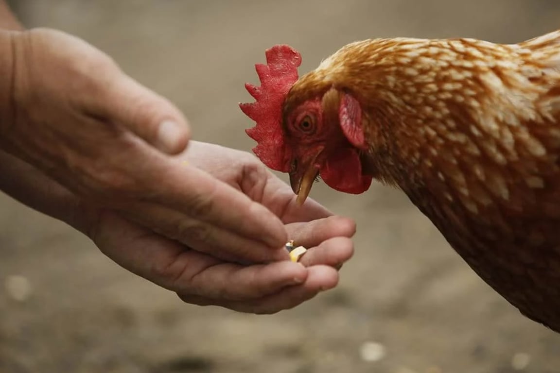 Кормление курицы