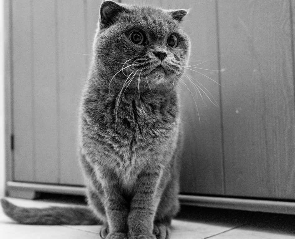 Історія появи цієї породи кота дуже цікава