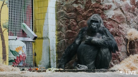 Свежая зелень и собственный булерьян: как зимует киевская горилла Тони (ФОТО) - 285x160