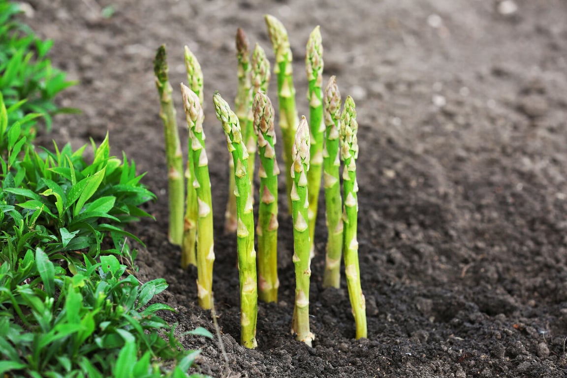 Урожай спаржи на огороде