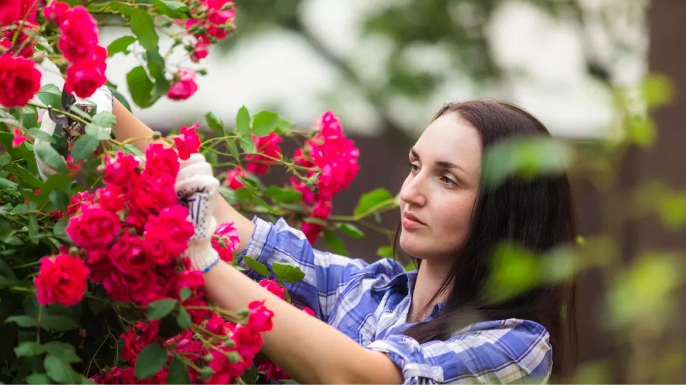 Дівчина доглядає за трояндами в саду.