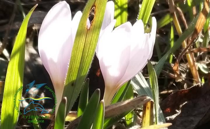 Квіти на Тузлівських лиманах 