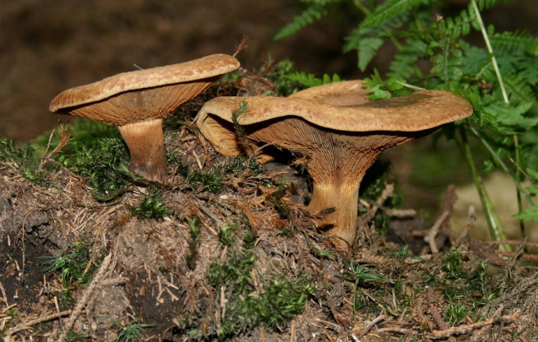 Грибы свинуха тонкая в лесу