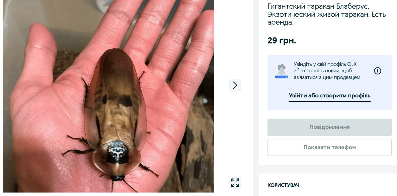 Экзотика на OLX — каких домашних любимцев продают украинцам - фото 3