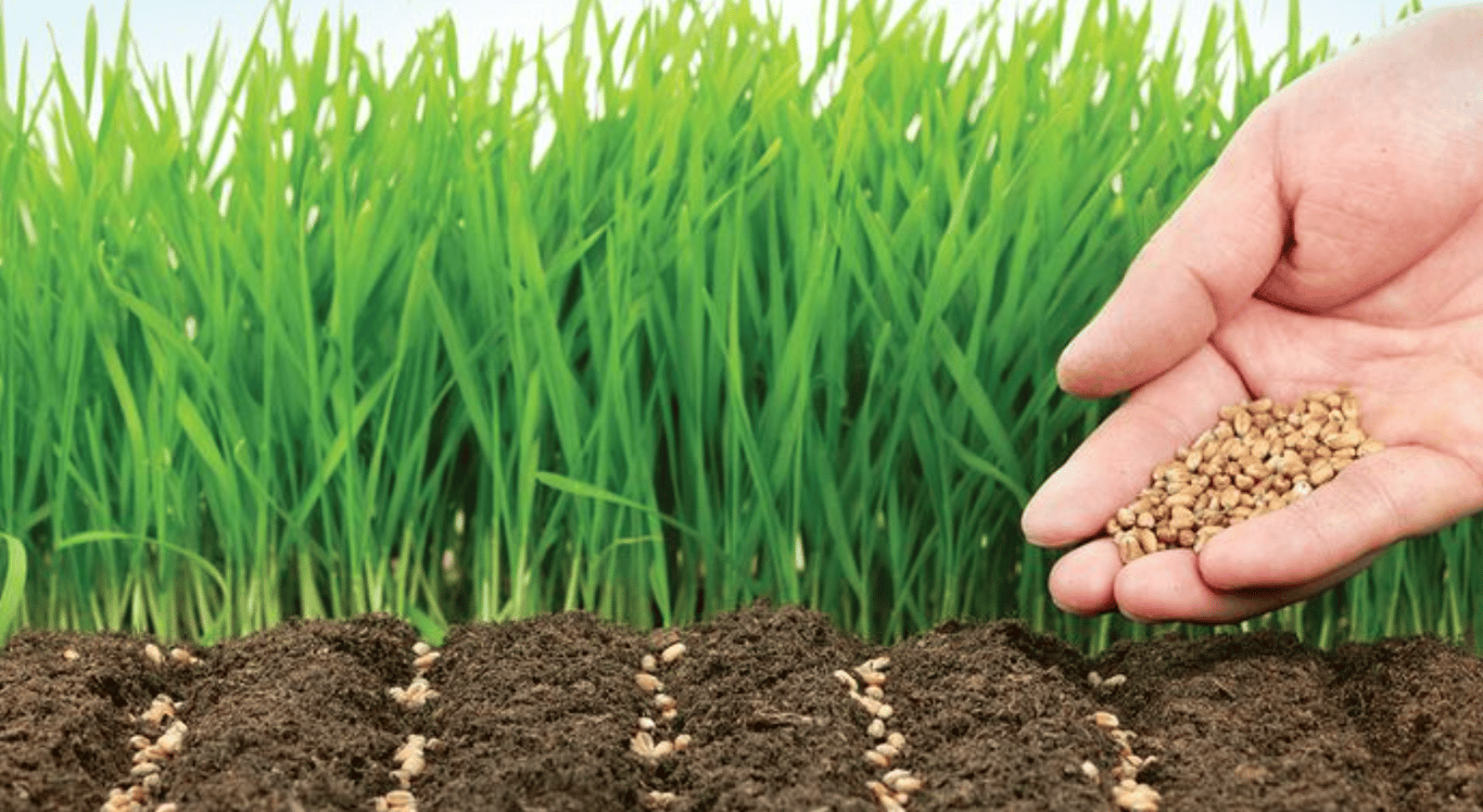 Человек, сеющий семена для газона.