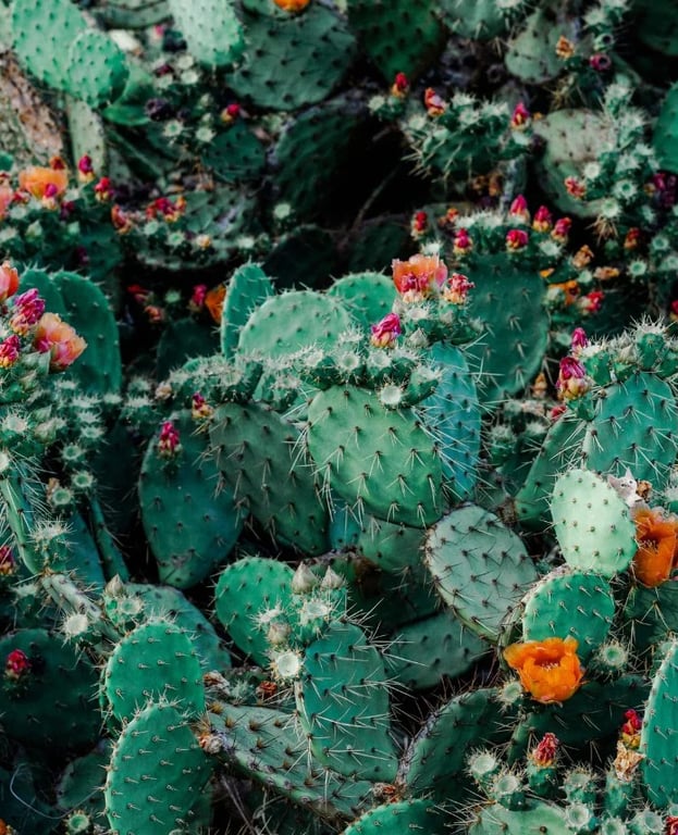 Знайти котика серед кактусів не змогли 82% користувачів — доведіть, що ви кращі - фото 1