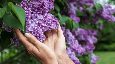 Как правильно посадить сирень осенью для обильного цветения - 285x160