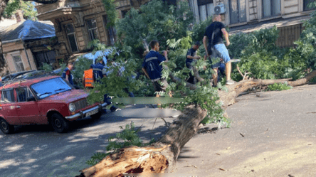 В Приморском районе Одессы упало дерево — движение в центре города перекрыто - 290x166