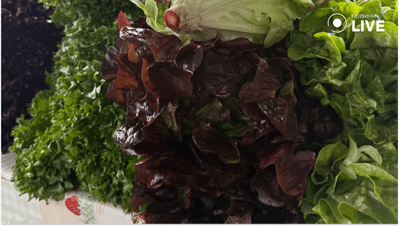 Весняні ціни на «Черемушках»: чому продукти не дешевшають - фото 6