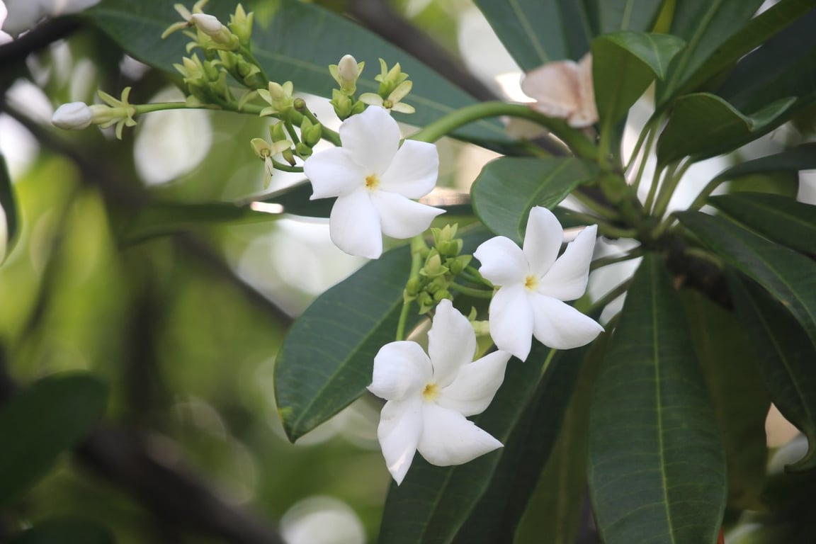 Что известно о цветущем дереве цербера — название и происхождение