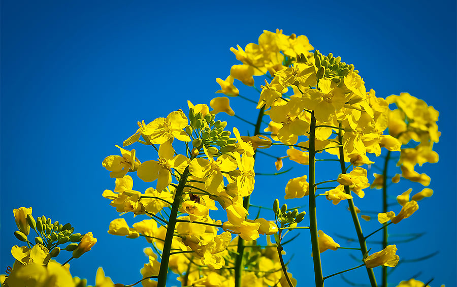 Выращенный рапс на огороде