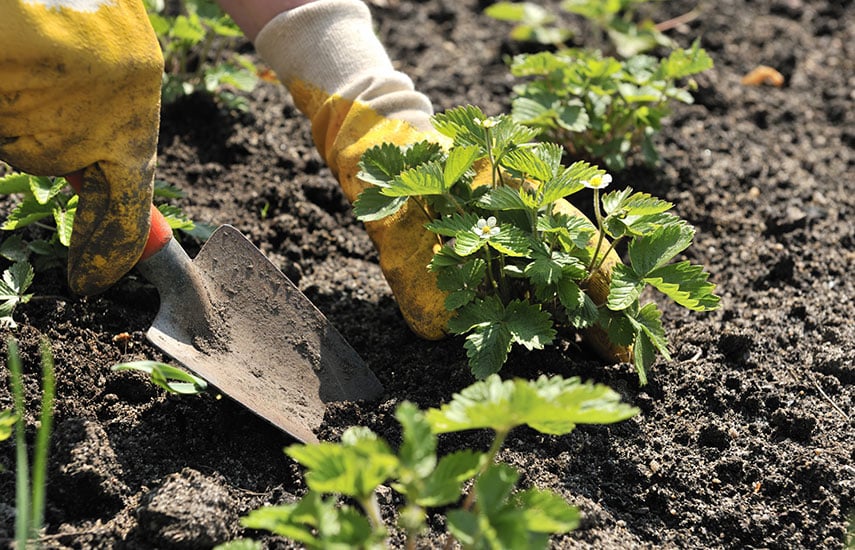 Посадка клубники