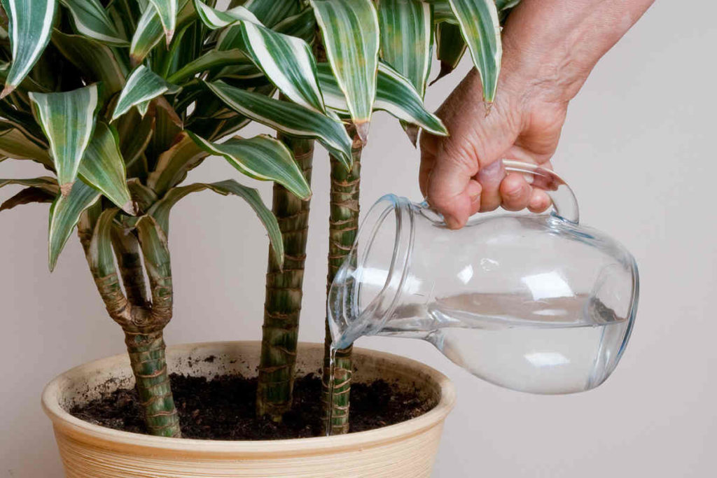 Полив драцены