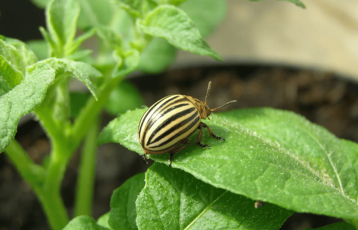 Колорадский жук на листьях растения