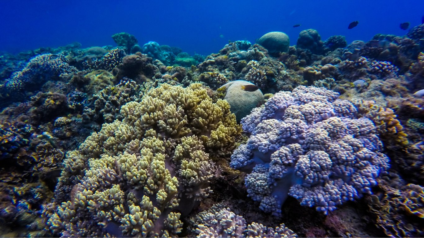 Морська спека може знищити коралові рифи Флориди