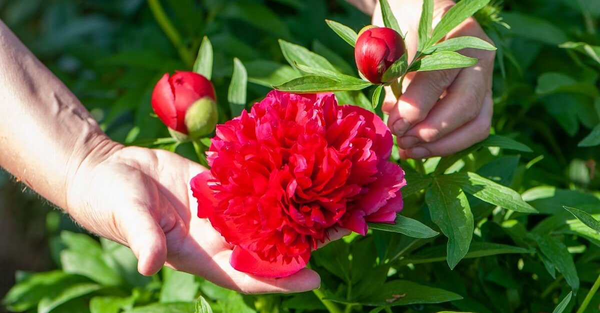 Что поможет вырастить пионы пышными и роскошными — два секрета