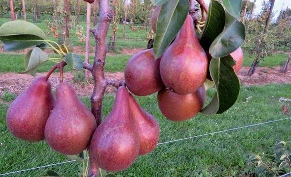 Дерево с красной грушей в саду