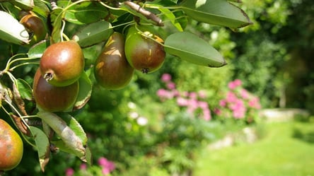Груша скидає зав’язі після цвітіння — як зберегти плоди - 285x160