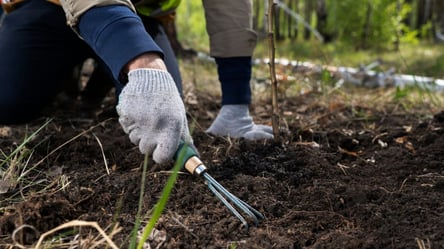 Севооборот на огороде — что это и как спасает урожай - 290x160