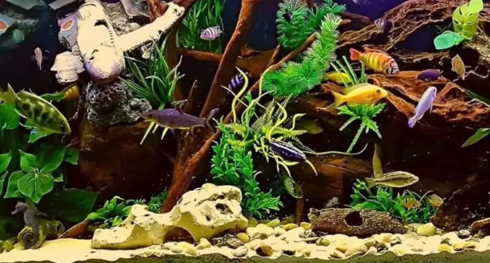 Лише унікуми помітять морського коника в акваріумі з водоростями та рибками - фото 1