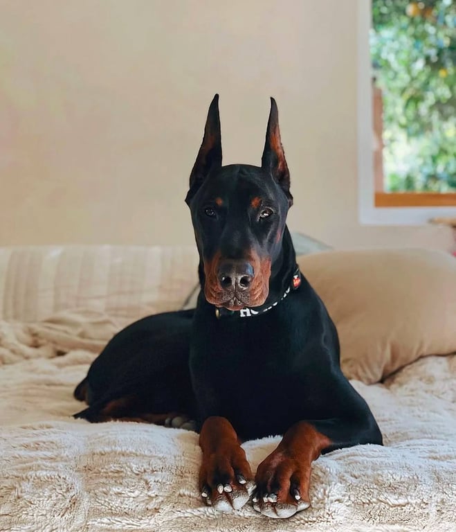 Добермани - одна з найвідданніших собак