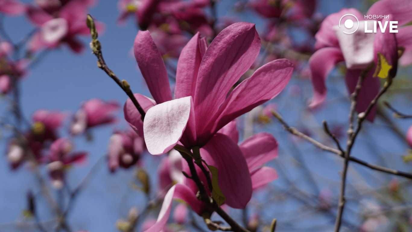 Цвітіння магнолії в Одесі: фото