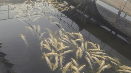 На Вінничині через екологічну катастрофу загинуло 9 тонн риби - 285x160