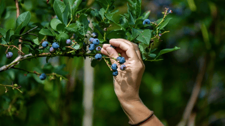 До пяти килограмм с одного куста — как увеличить урожай голубики - 285x160